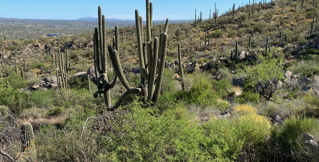 Arizona Cactus and shrubs growing on a sunny hillside