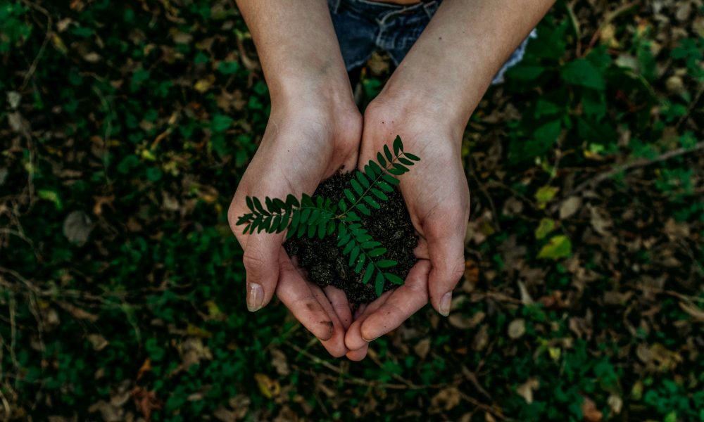 Hands holding small plant to grow